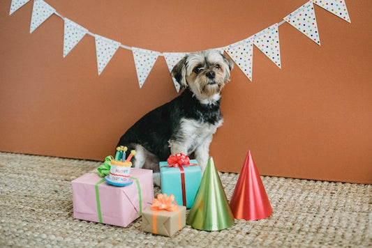 The Ultimate Guide to Throwing a Memorable Dog Birthday Party